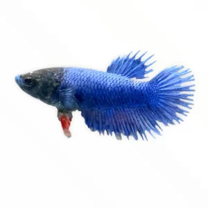 Crowntail Betta Female - Assorted colors