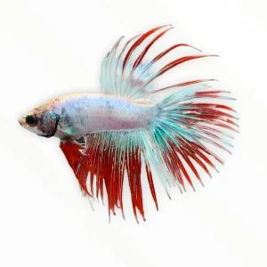 Crowntail Betta Male - Multicolor