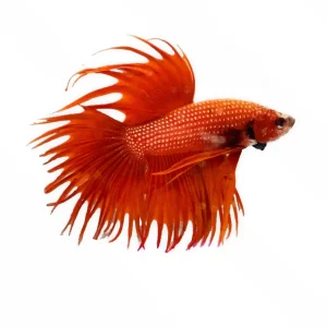 Crowntail Betta Male - Red