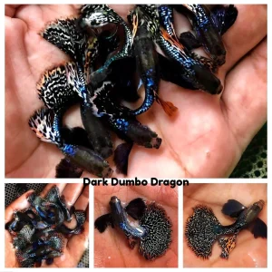 Aquarium Guppy Fish High Quality - Dark Dumbo Dragon