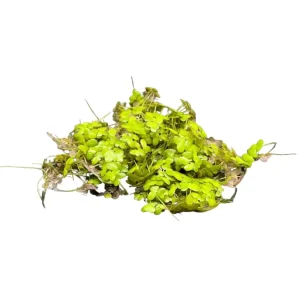 Duckweed (Lemma Minor)