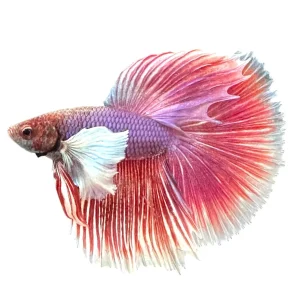 Dumbo Ear Betta Male
