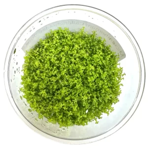 Dwarf Baby Tears Tissue Culture