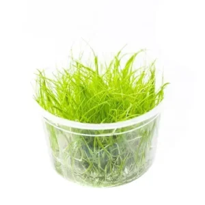 Dwarf hairgrass Tissue Culture