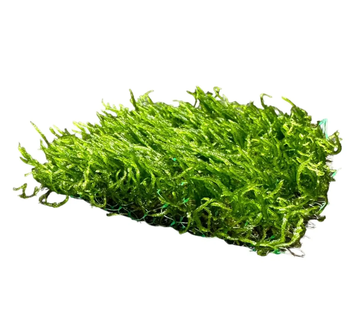 Flame Moss 3" x 3" Mat