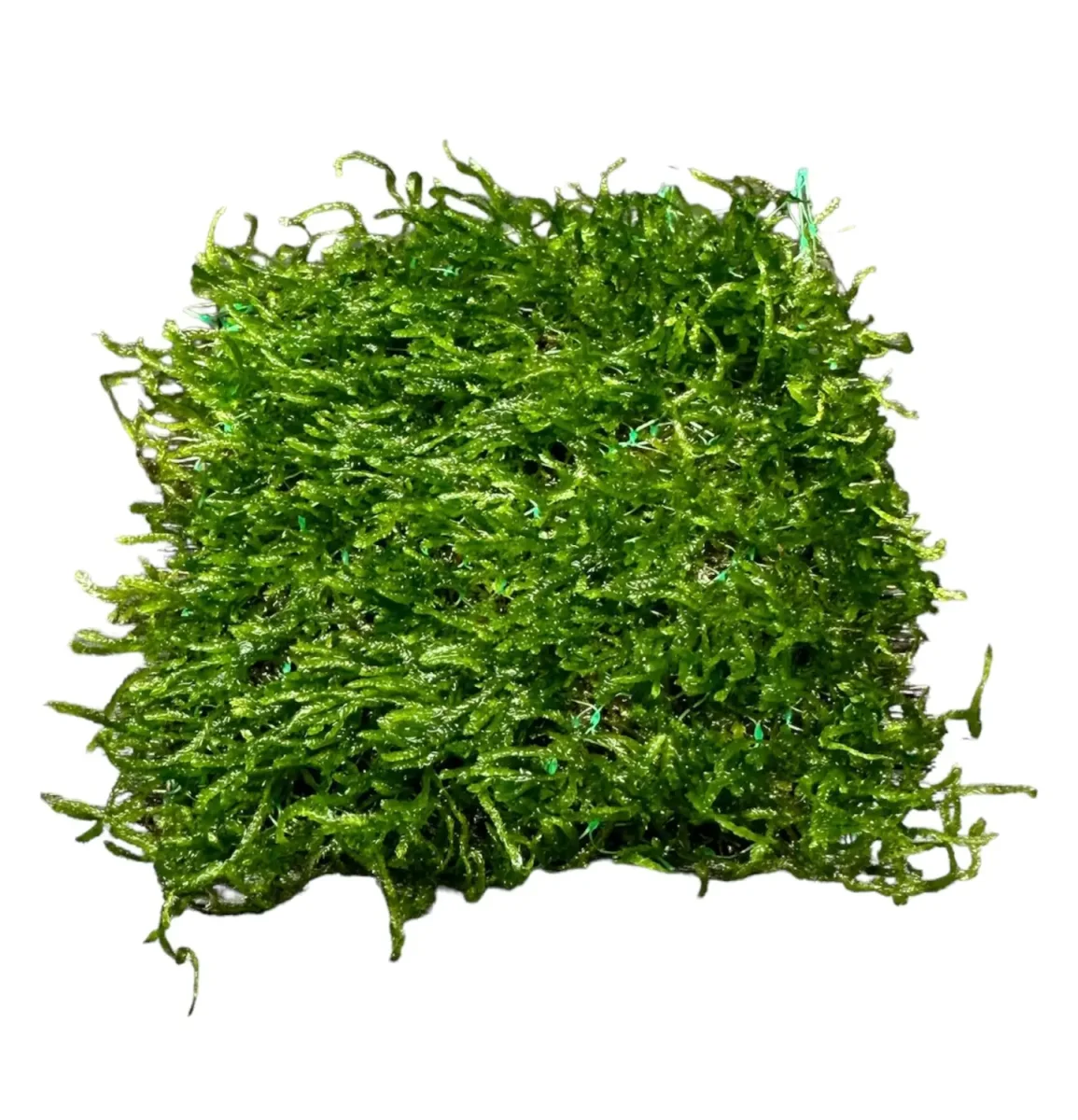 Flame Moss 3" x 3" Mat - Bild 3