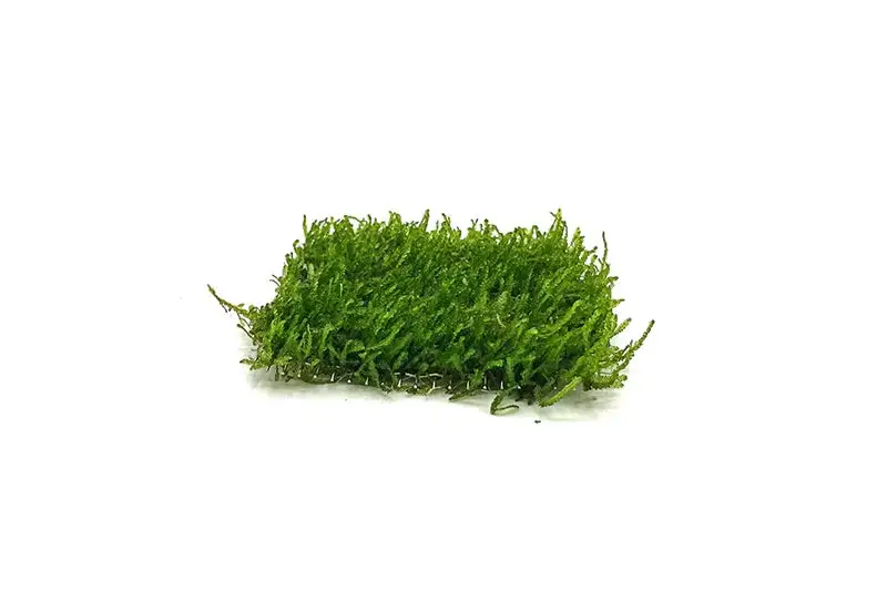 Flame Moss 3" x 3" Mat - Bild 4