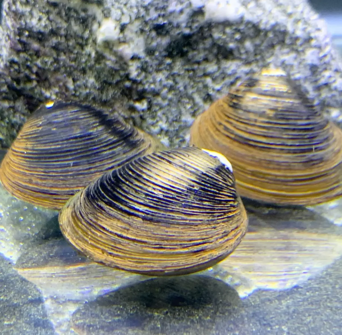 Freshwater Clam (Corbicual sp.) x3 - Bild 3