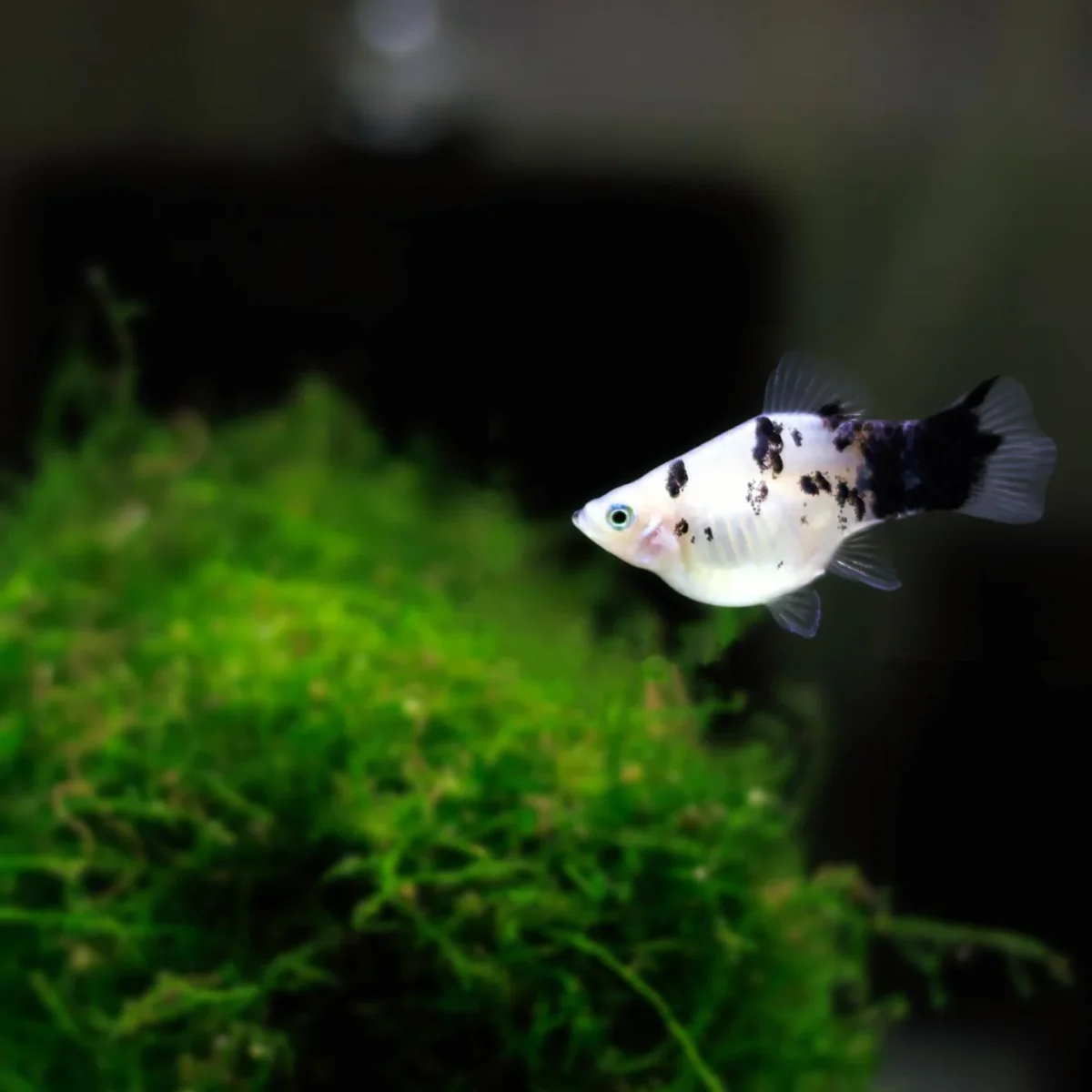 Panda Platy - Xiphophorus maculatus - Bild 3