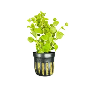 Golden Lloydiella (Lysimachia nummularia 'Aurea') Potted