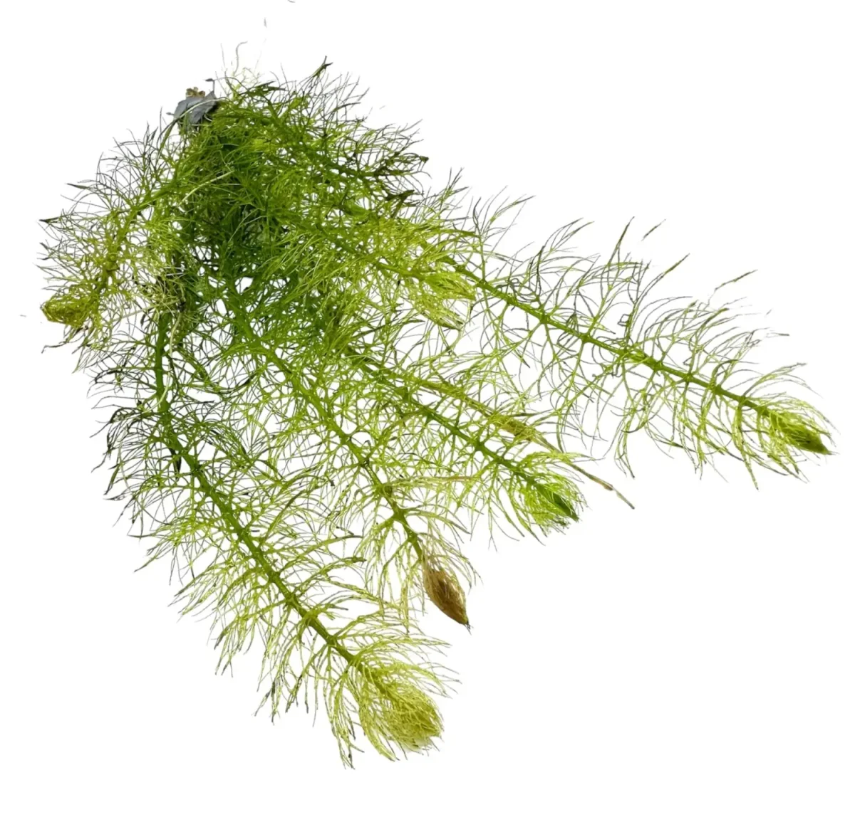 Green Myrio Foxtail (Myriophyllum pinnatum) - Bild 3
