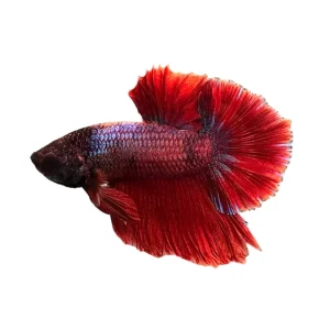 Half Moon Plakat (HMPK) Betta Male