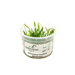 Helanthium Tenellum AF Tissue Culture