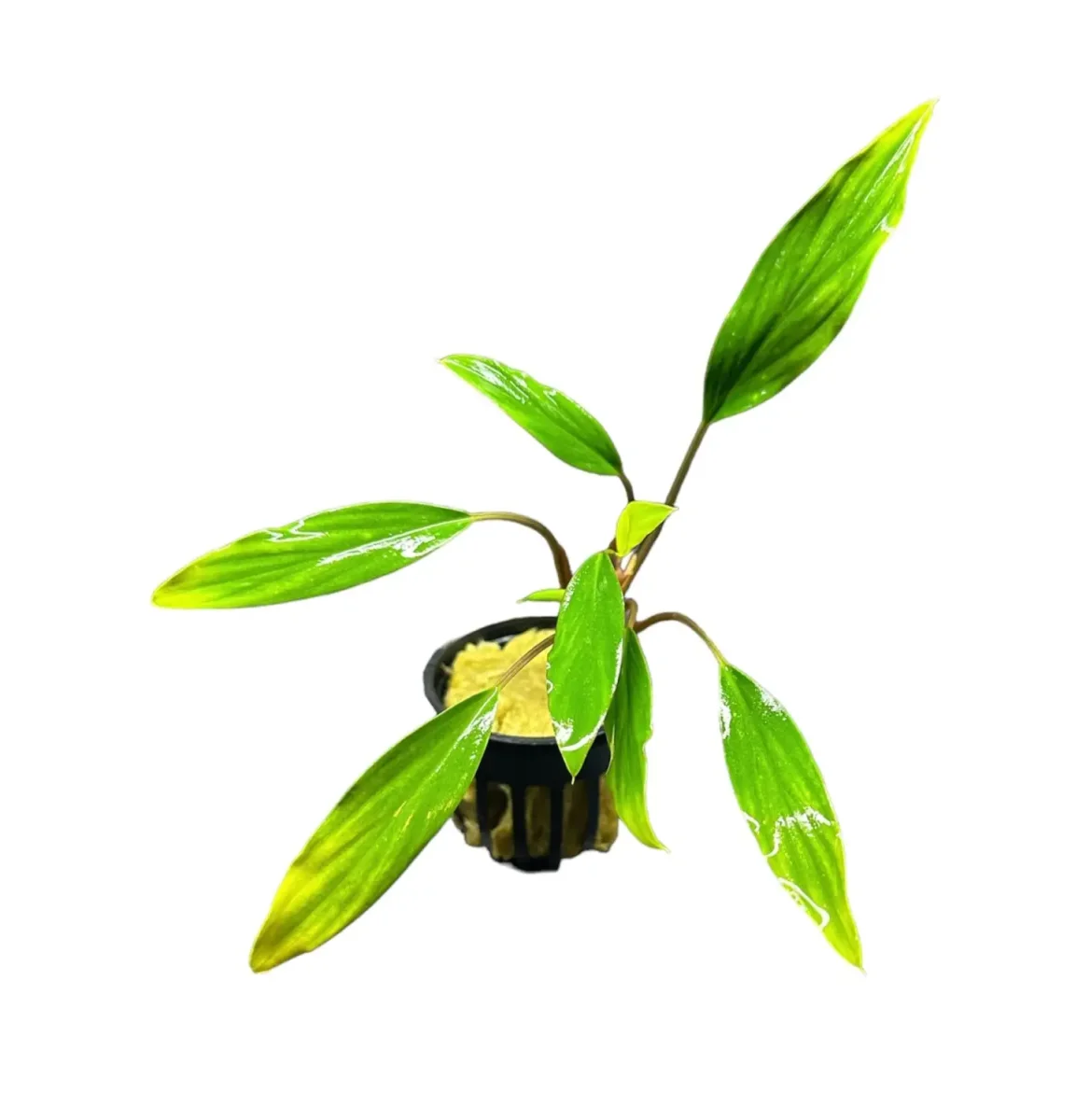 Homalomena Sekadau South