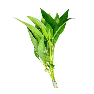 Hygrophila Angustifolia (Hygro. Corymbosa) Hygro. Willow