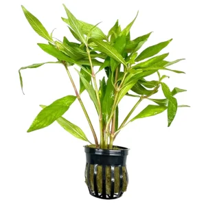 Hygrophila Angustifolia Pot