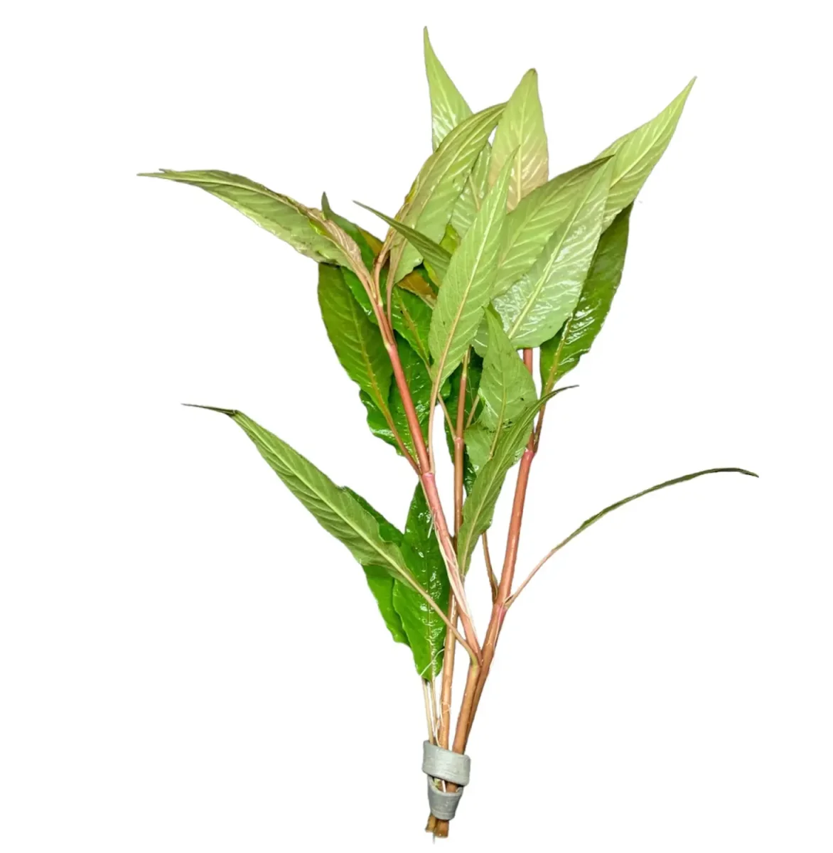 Hygrophila Salicifolia (Hygro. Blue) - Bild 2