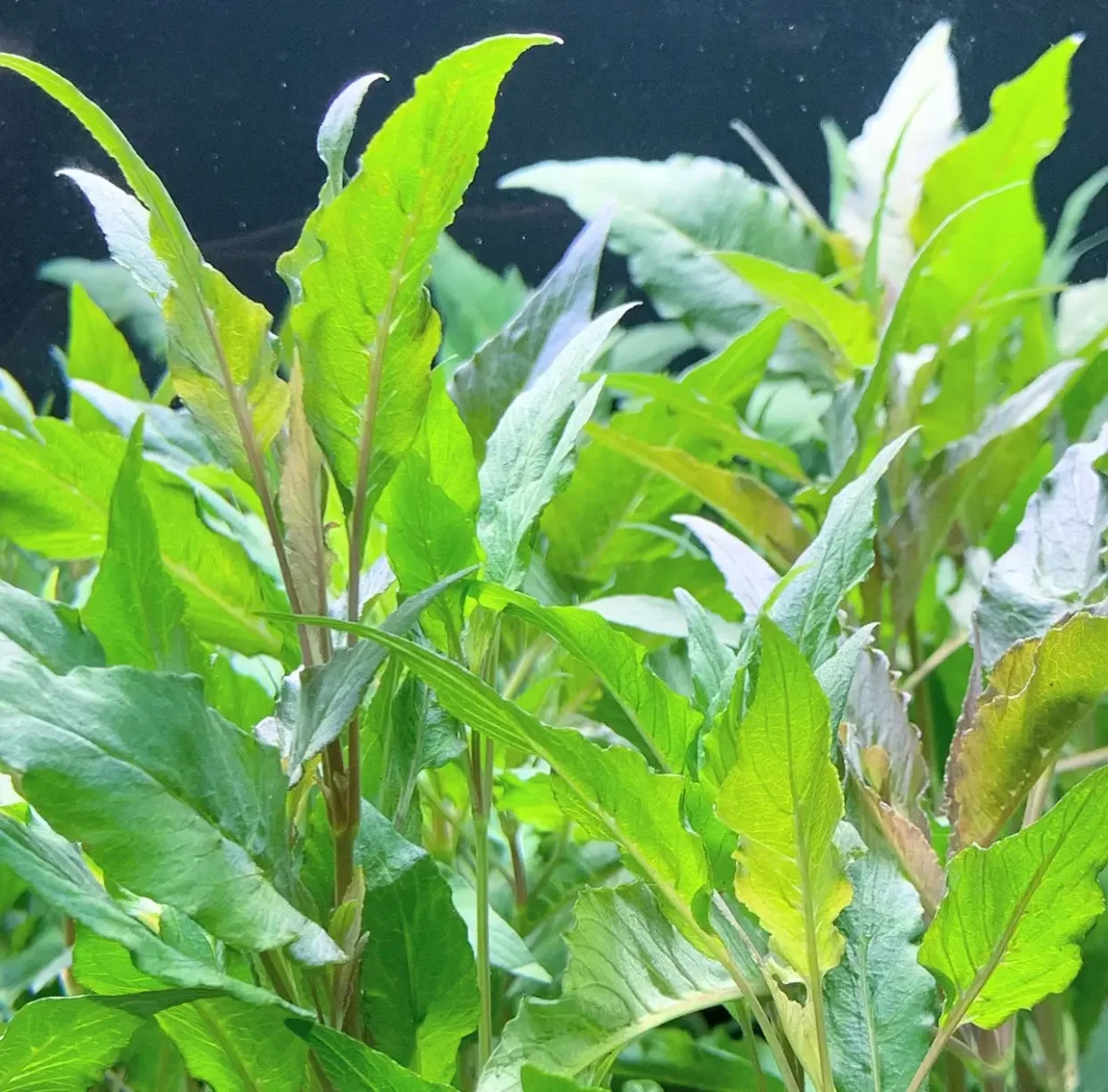 Hygrophila Salicifolia (Hygro. Blue) - Bild 9