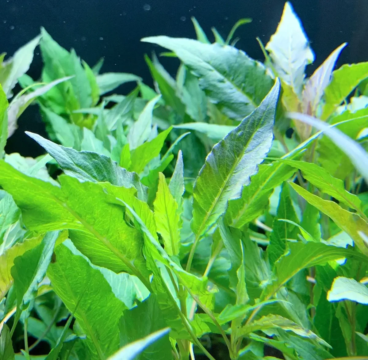 Hygrophila Salicifolia (Hygro. Blue) - Bild 8