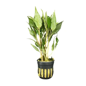 Hygrophila Salicifolia Pot