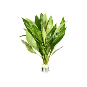 Hygrophila Siamensis