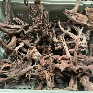 Pacific Bogwood - Small