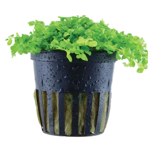 Micranthemum tweediei 'Monte Carlo' - Tropica
