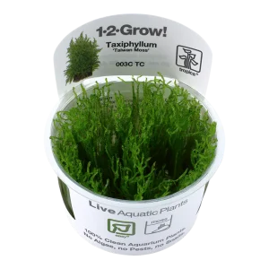 Taxiphyllum alternans 'Taiwan Moss' - TC