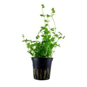 Bacopa australis - Tropica