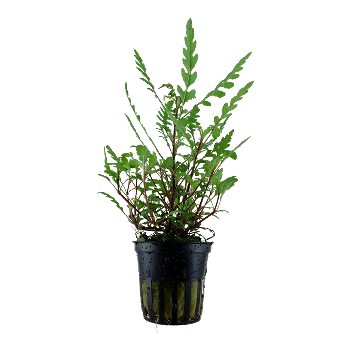 Hygrophila pinnatifida - Tropica