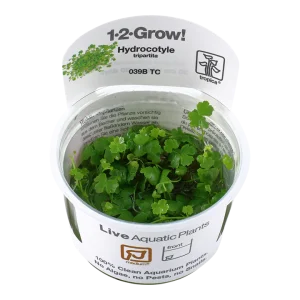 Hydrocotyle tripartita - TC