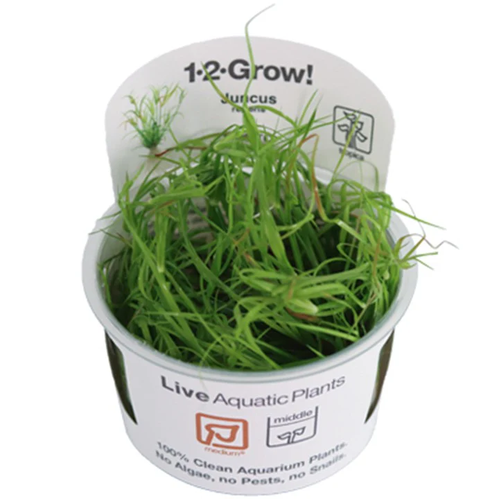 Juncus repens - TC