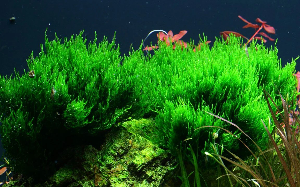Taxiphyllum 'Flame' - TC - Bild 3