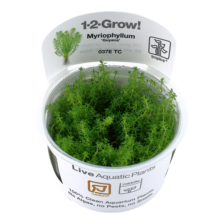 Myriophyllum sp. 'Guyana' - TC - Bild 2