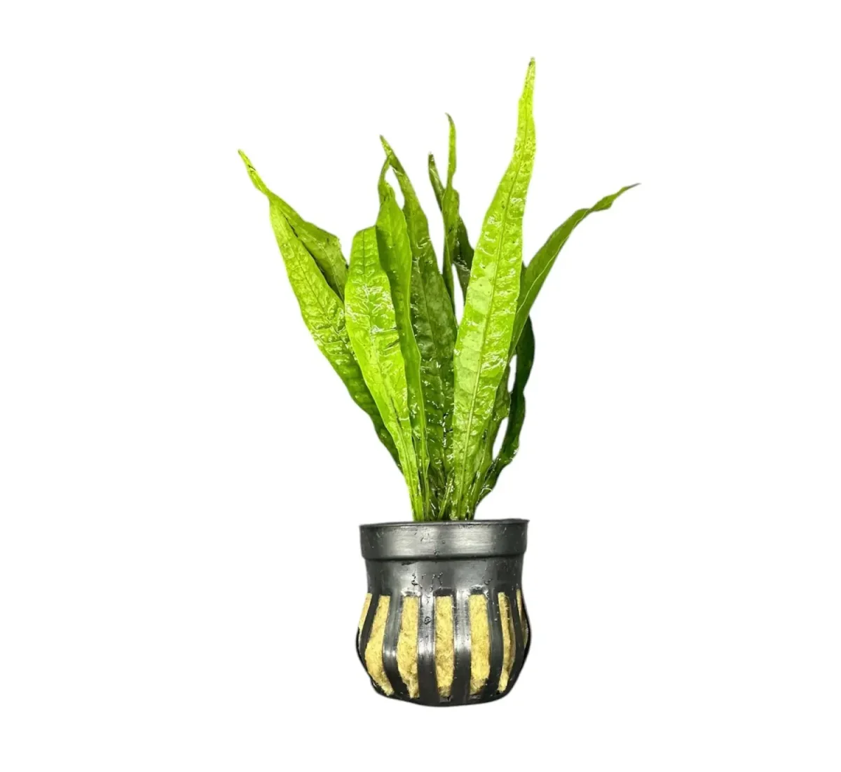 Java Fern (Microsorum pteropus) Pot