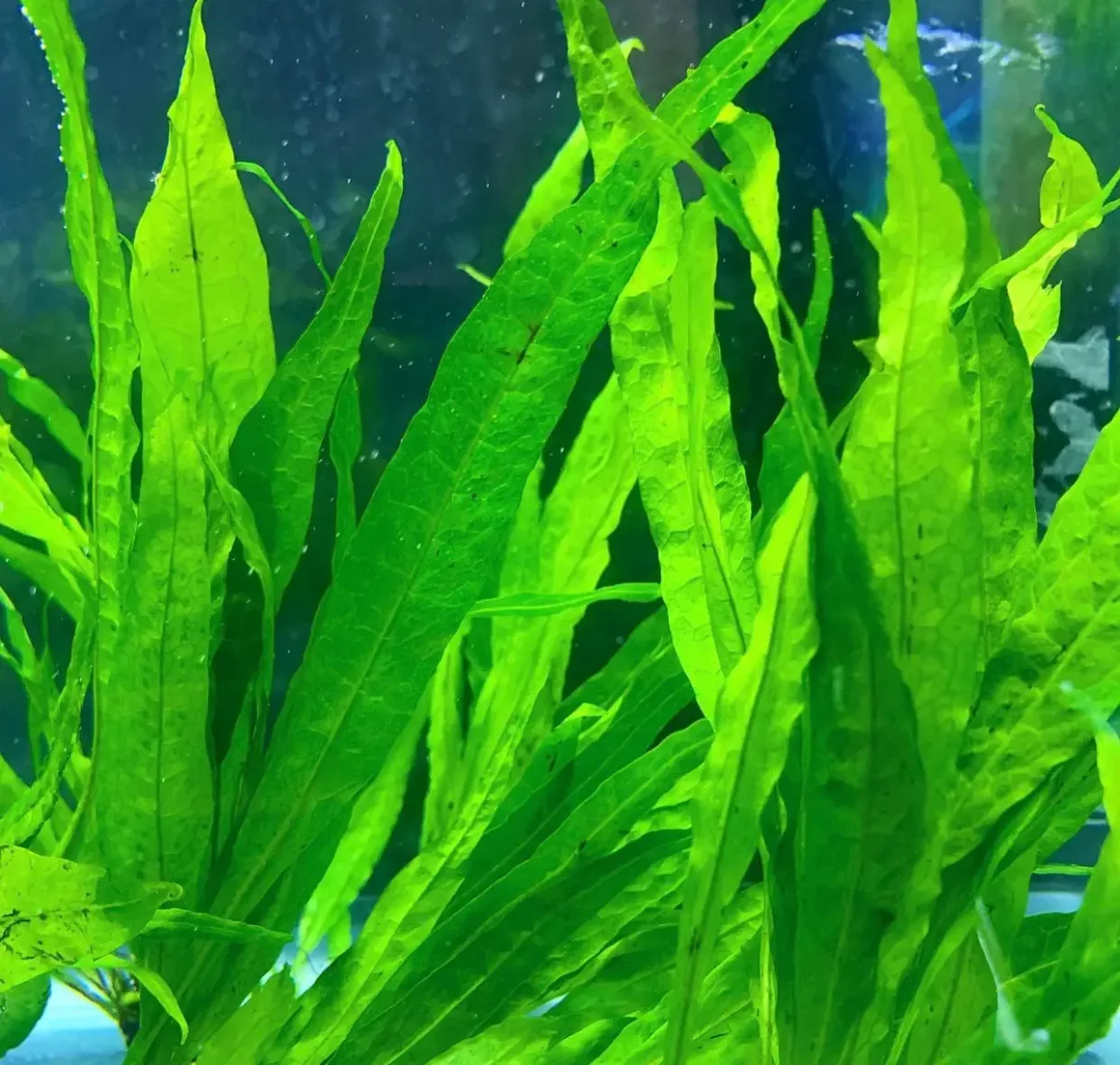 Java Fern (Microsorum pteropus) Pot - Bild 4