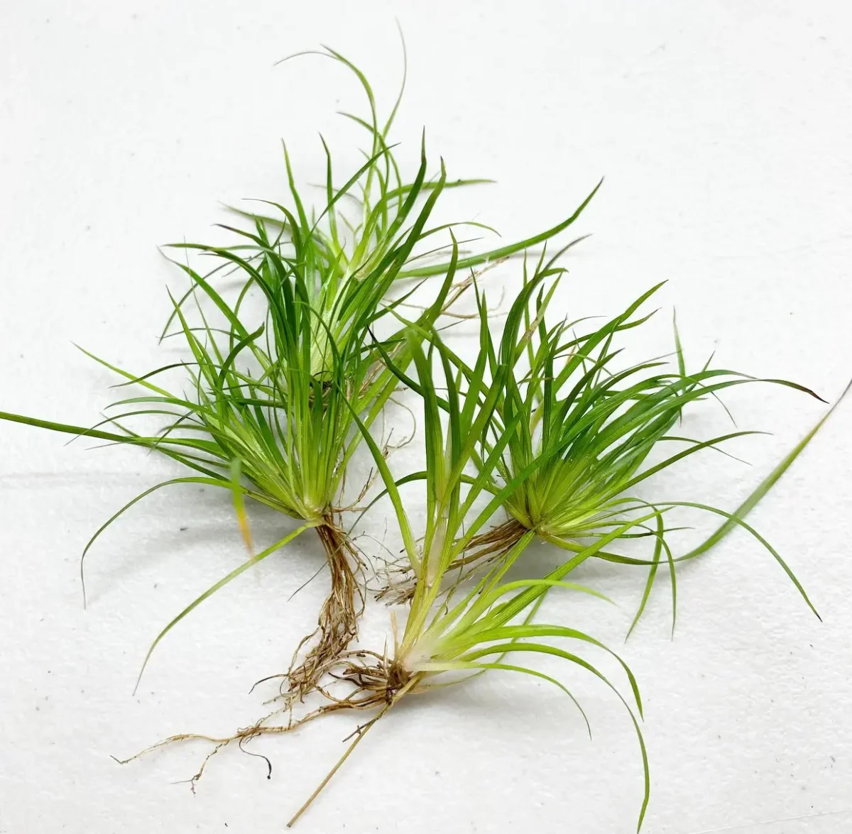Juncus Repens Portion - Bild 5