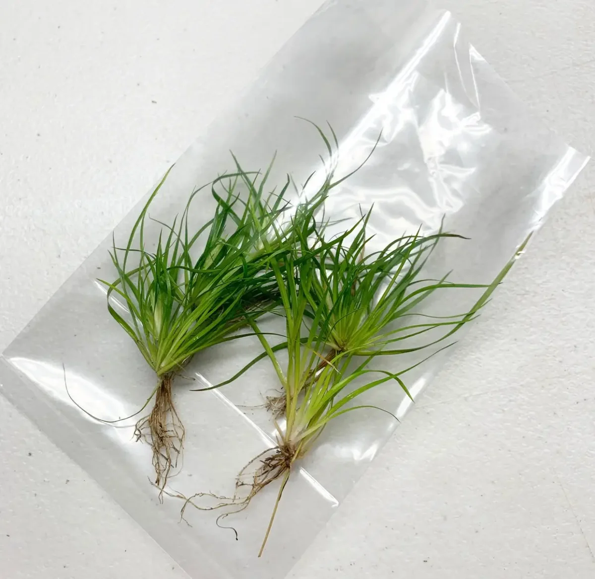 Juncus Repens Portion - Bild 7