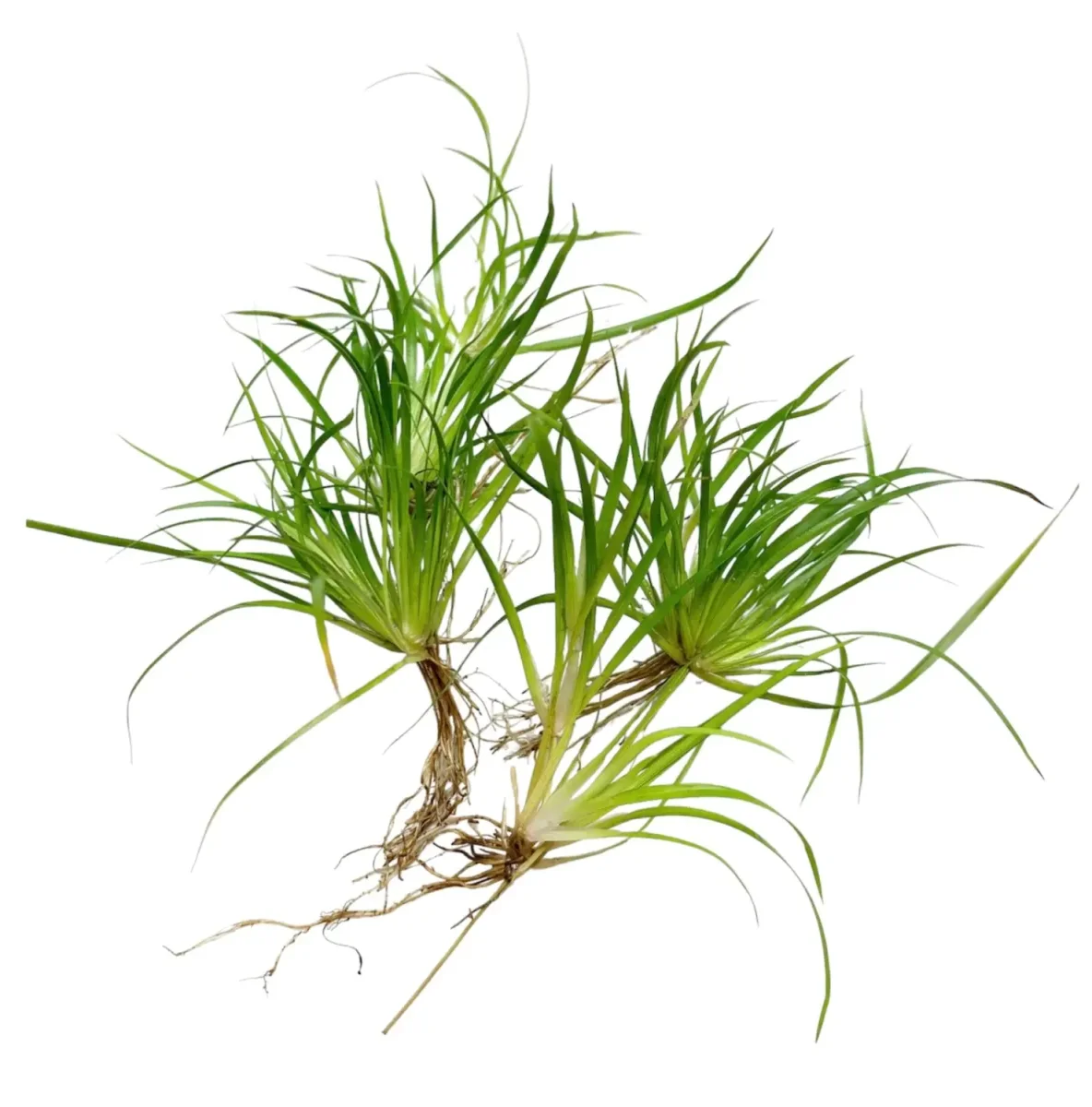 Juncus Repens Portion