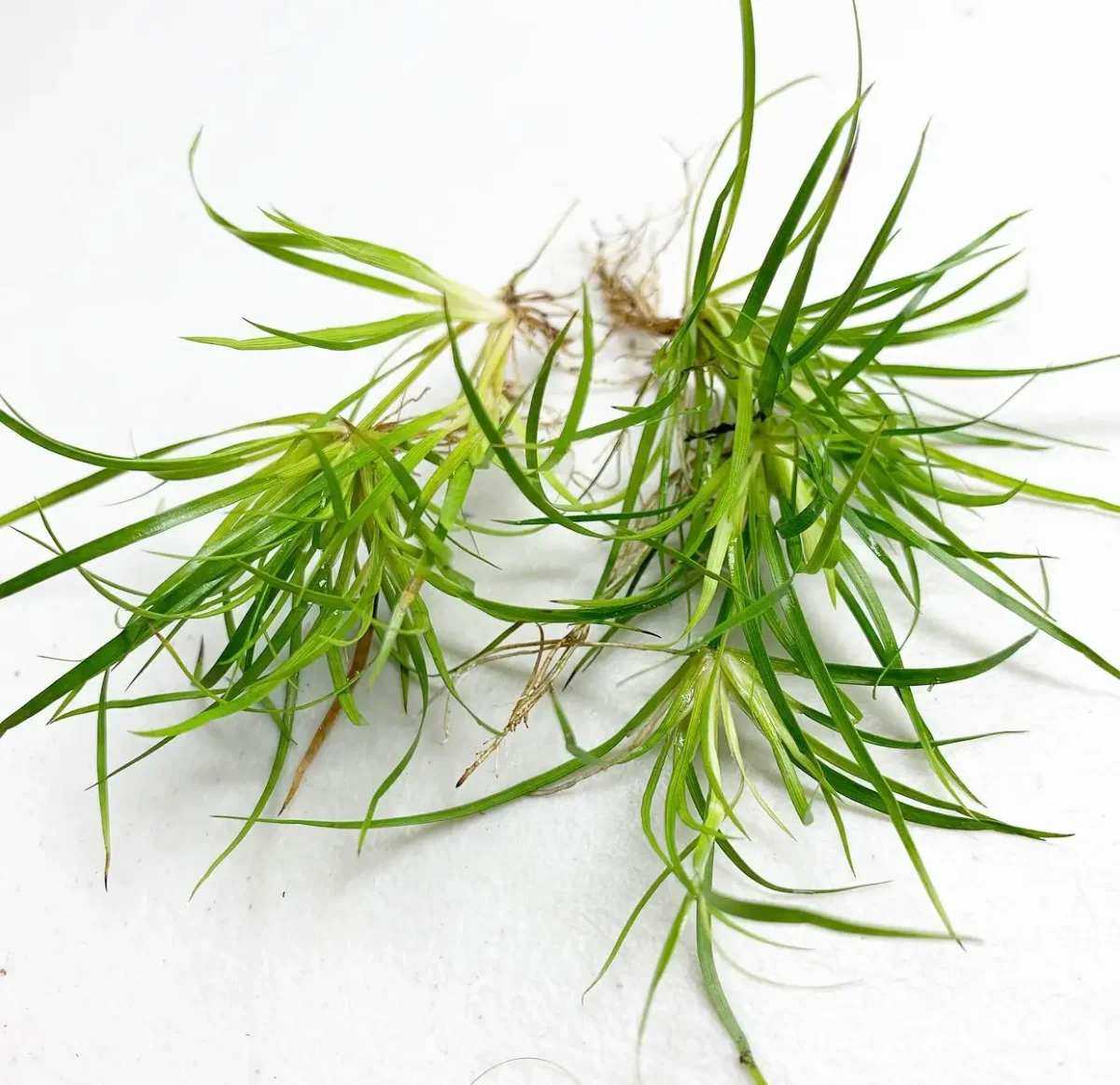 Juncus Repens Portion - Bild 4