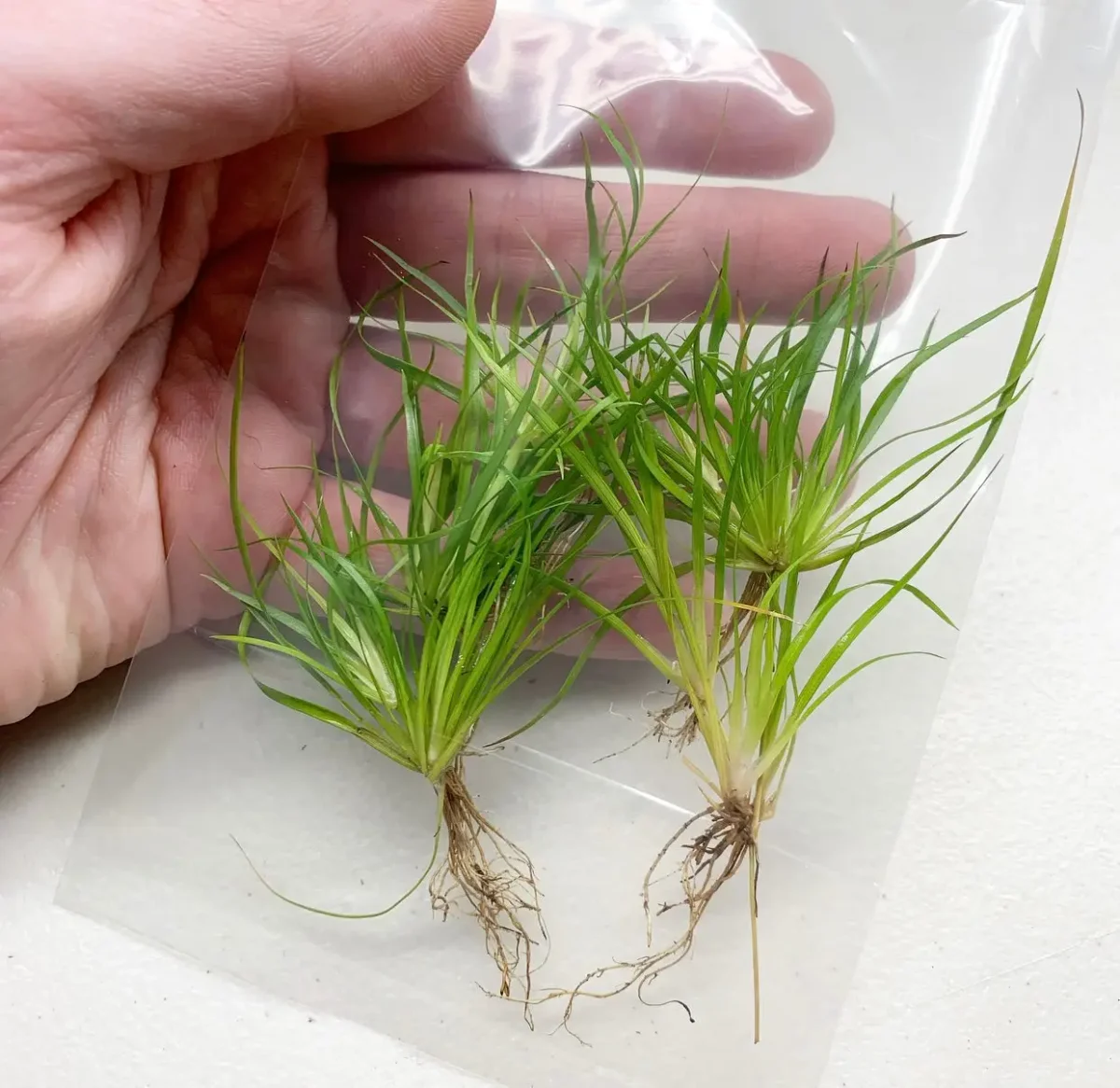 Juncus Repens Portion - Bild 8