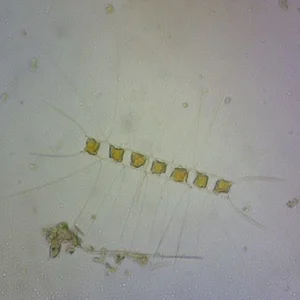 Algae Research Supply: Algae Culture Chaetoceros gracilis