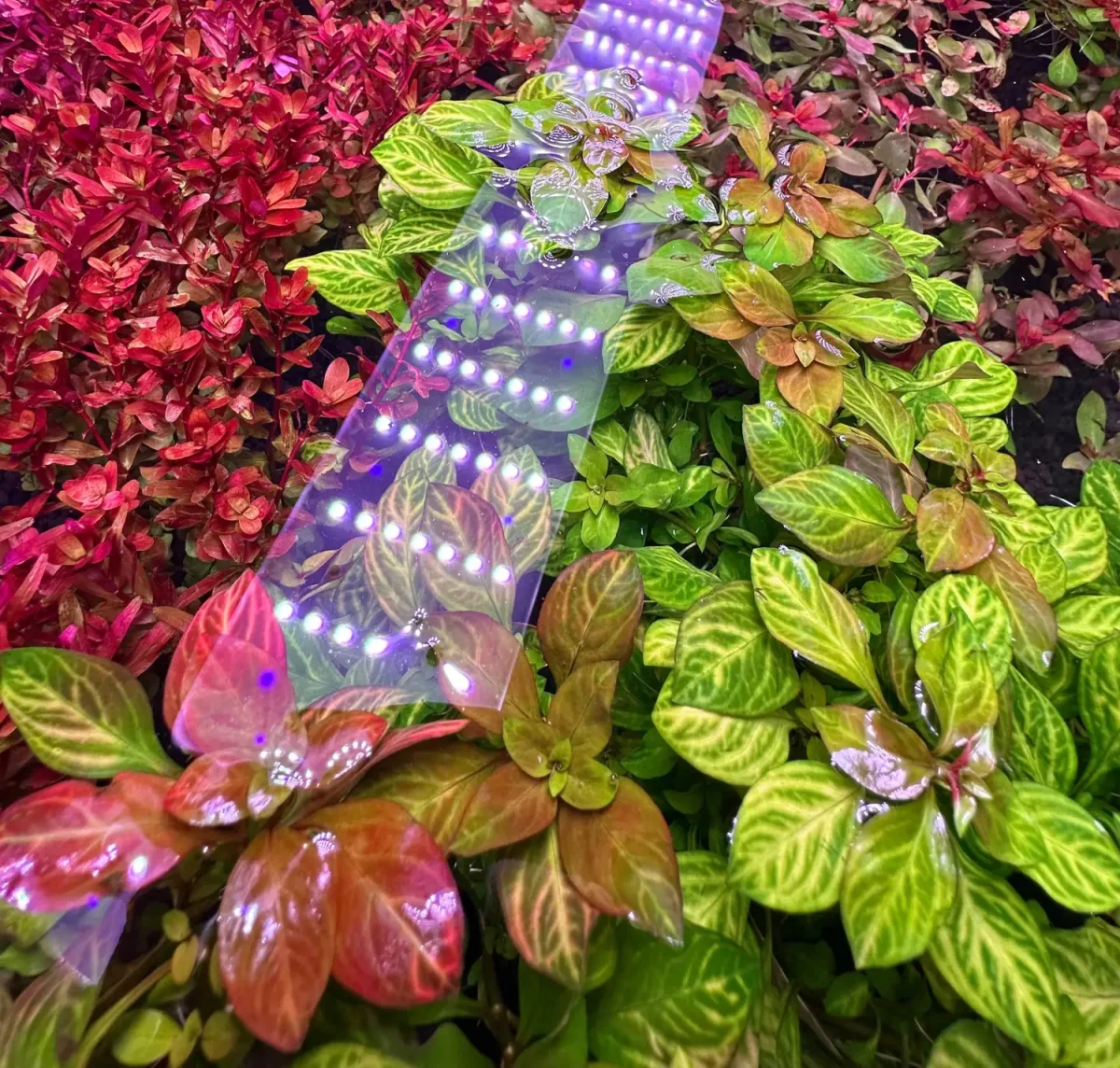 Ludwigia Ovalis - Bild 3