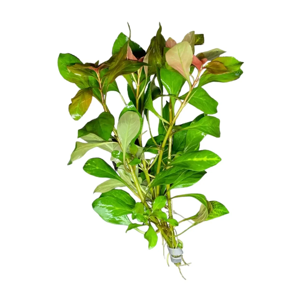 Ludwigia Ovalis