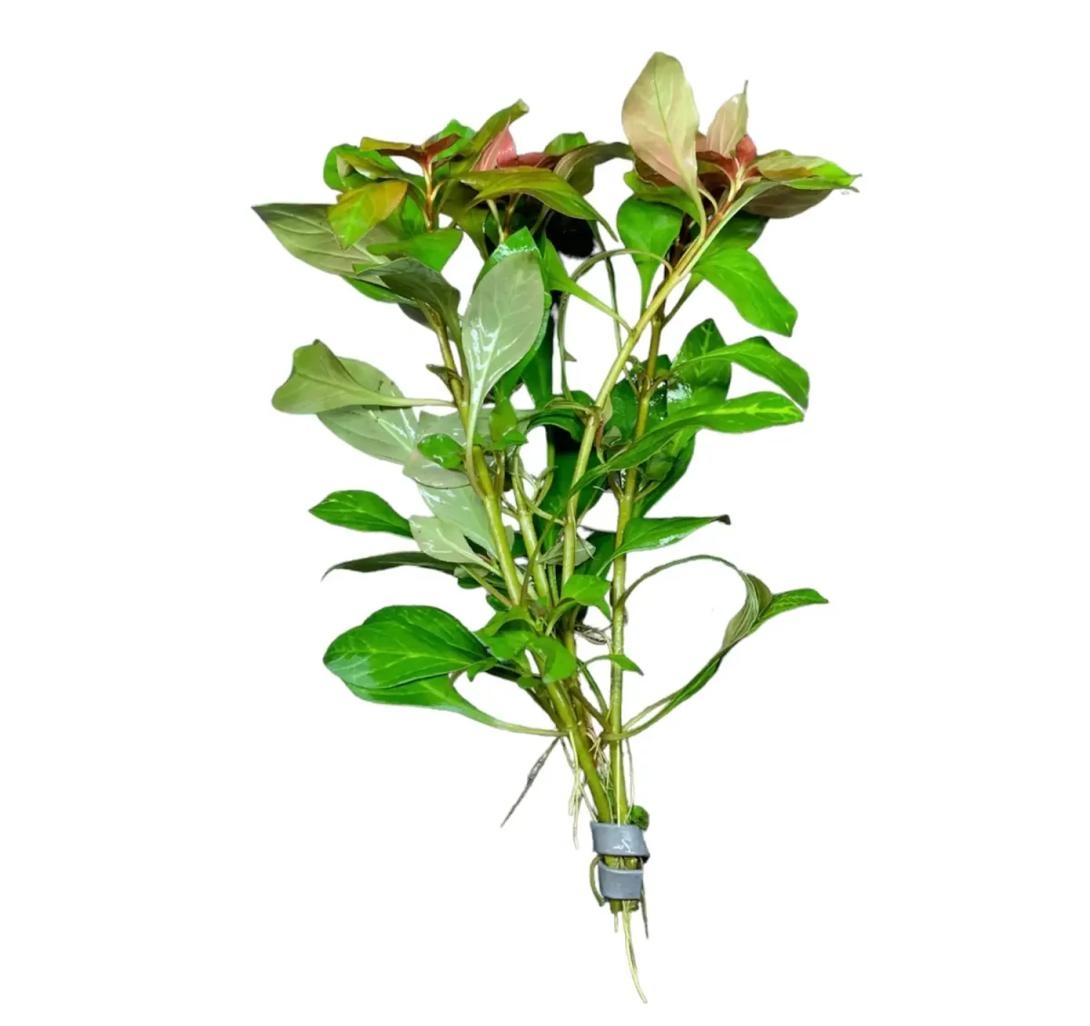 Ludwigia Ovalis - Bild 6