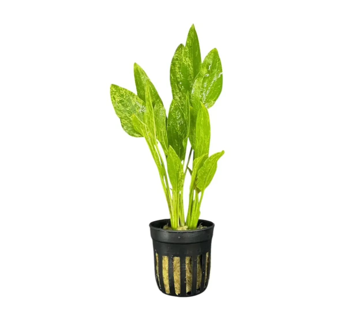 Marble Queen Radican Sword Pot