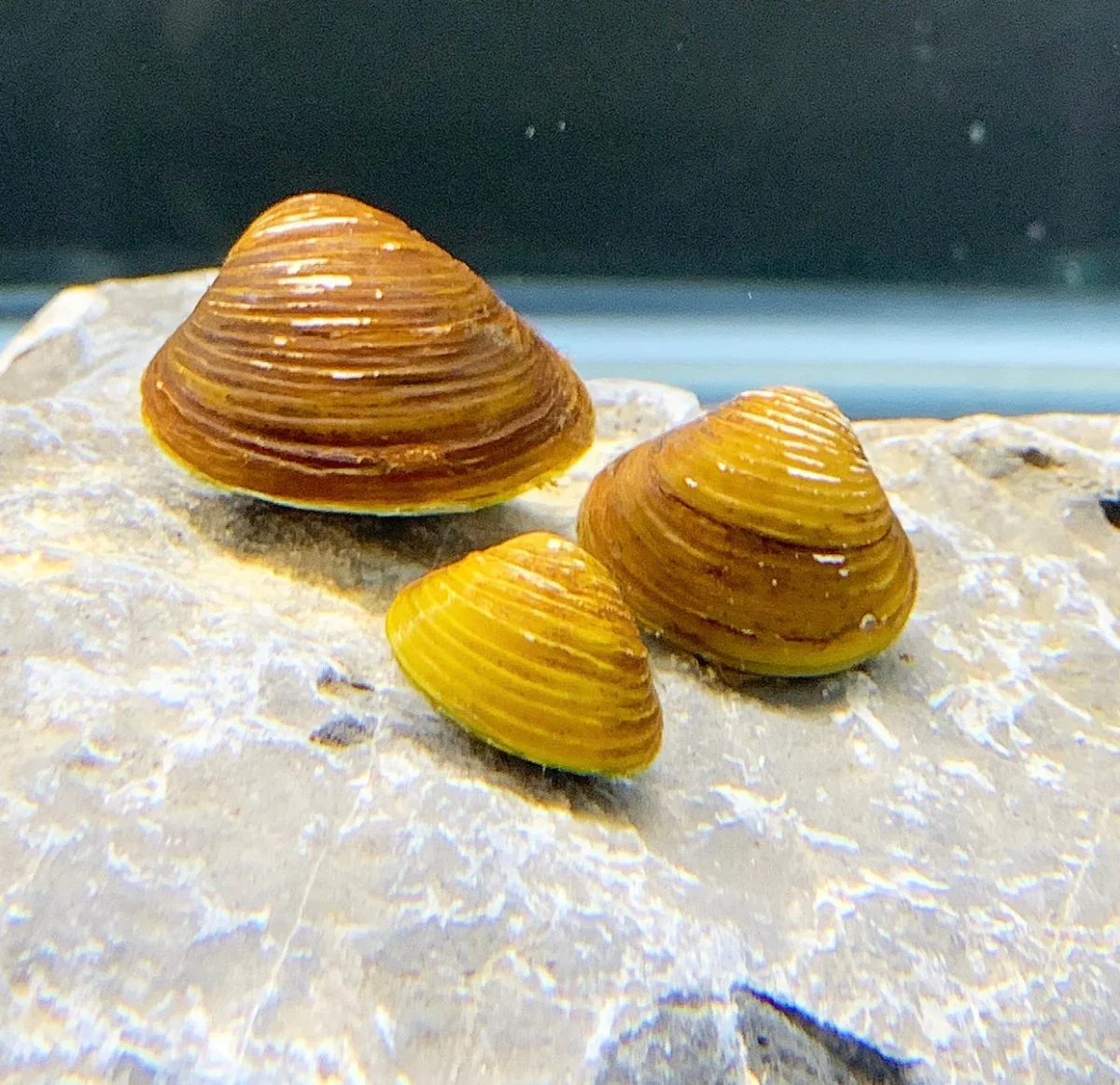 Mini Gold Clam x3 - Bild 2
