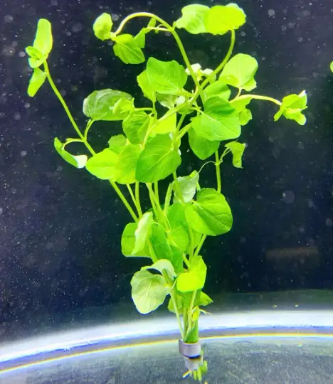 Mint Charlie (Micromeria brownei) - Bild 4