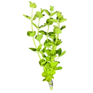 Mint Charlie (Micromeria brownei)