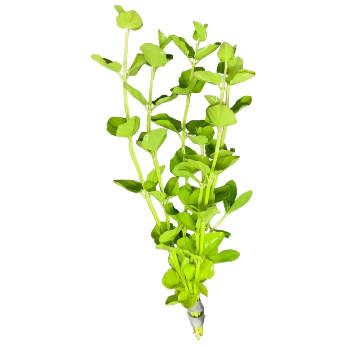 Mint Charlie (Micromeria brownei)